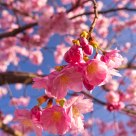 Cherry Blossoms in April